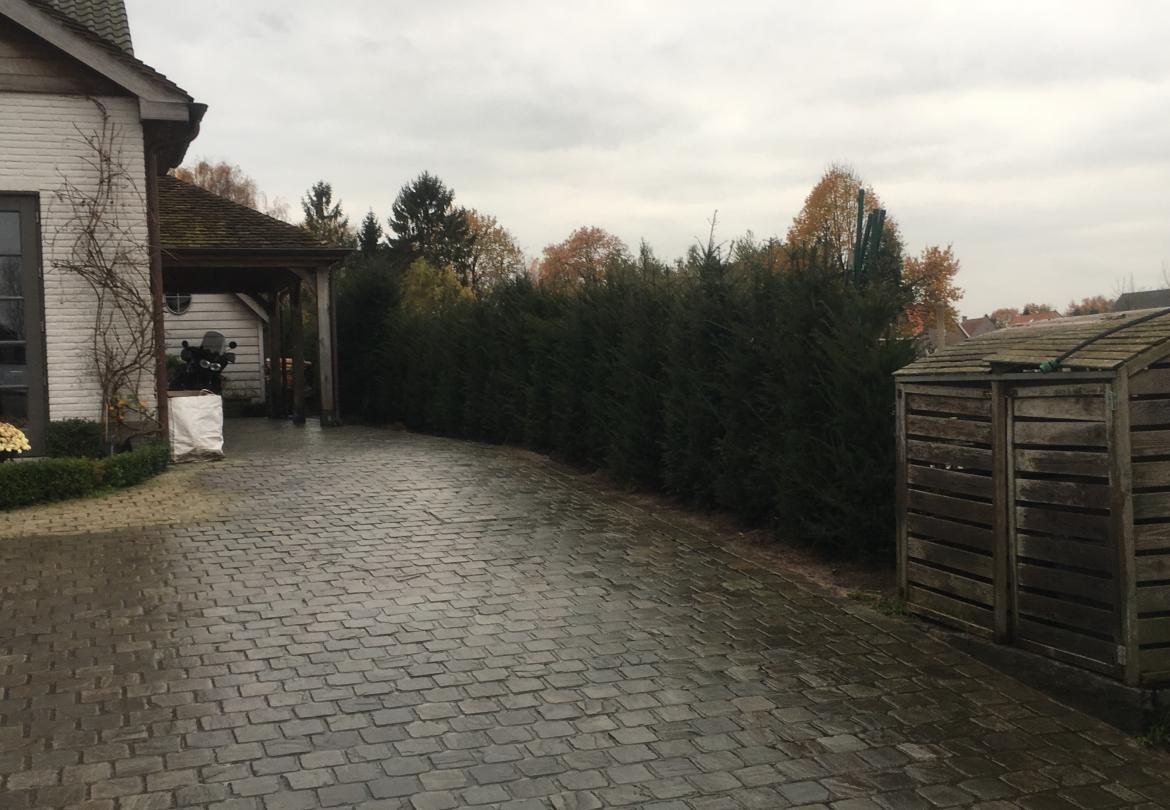 Plantation de haie de If (Taxus)